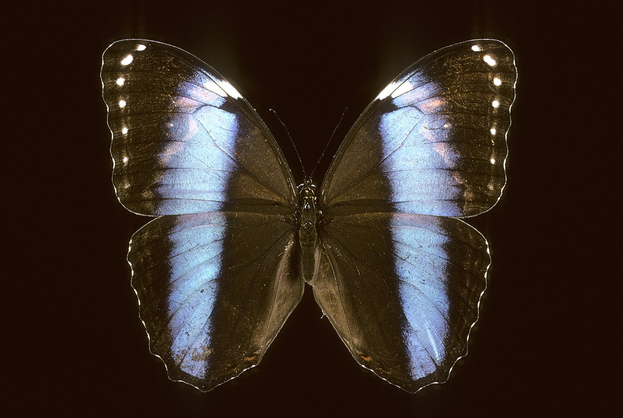 Morpho achilles Mannetje door Augustus Kollner