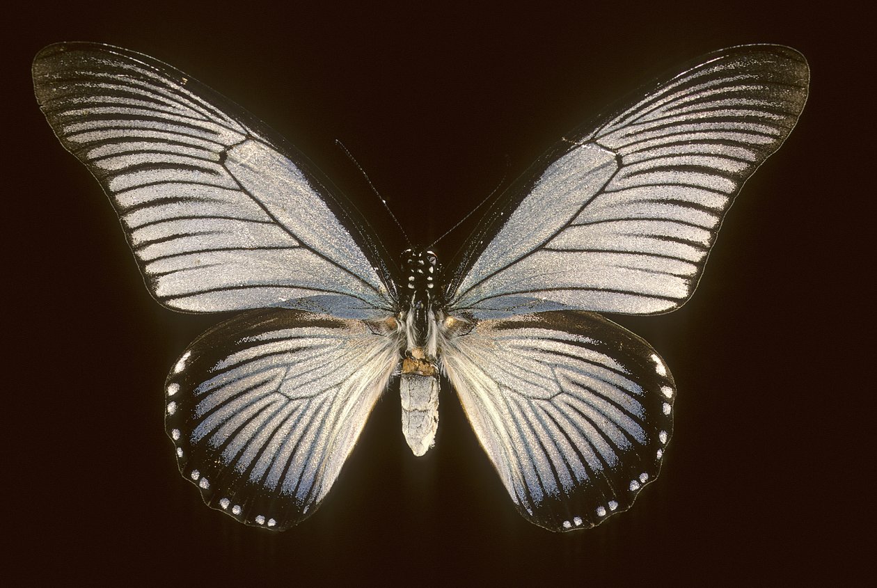 Papilio zalmoxis Blauwe zeilboot door Augustus Kollner