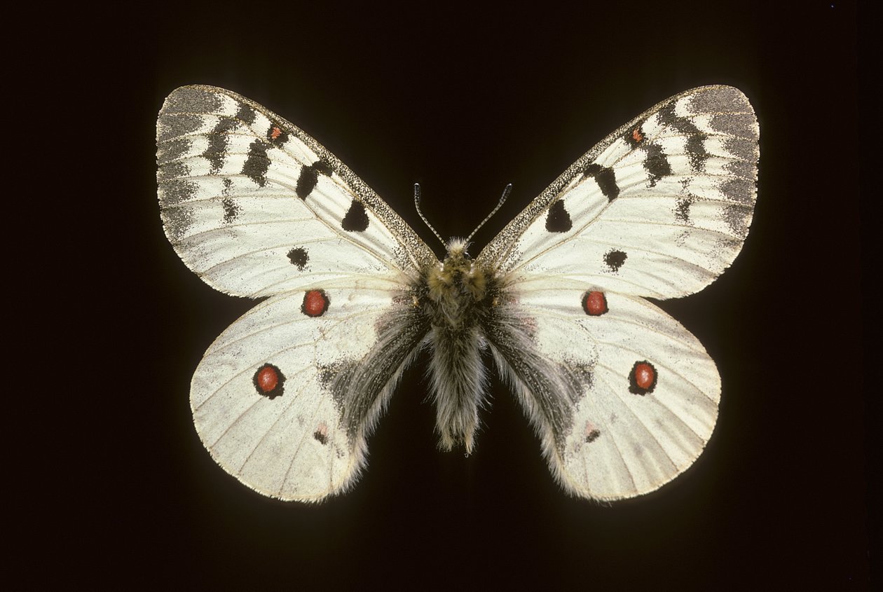 Parnassius phoebus Kleine apollo door Augustus Kollner