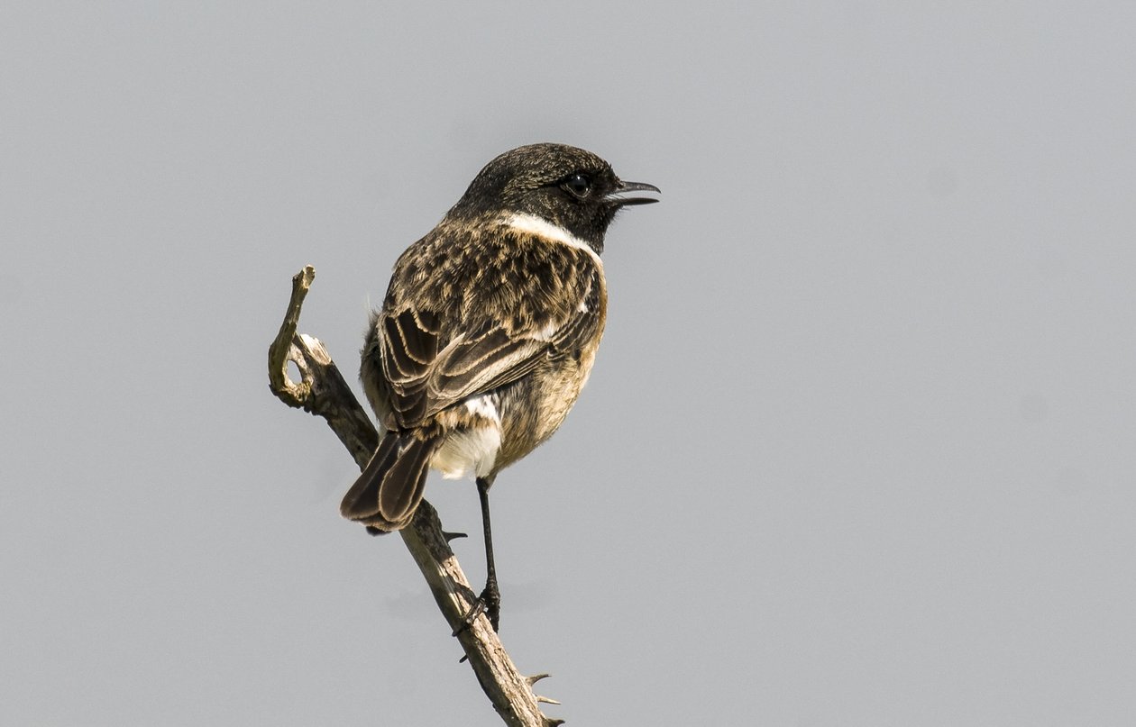 Saxicola torquata Gewone Roodborsttapuit door Augustus Kollner