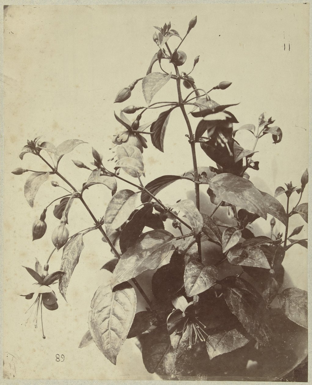 Bloemstilleven met fuchsia door Charles Hippolyte Aubry