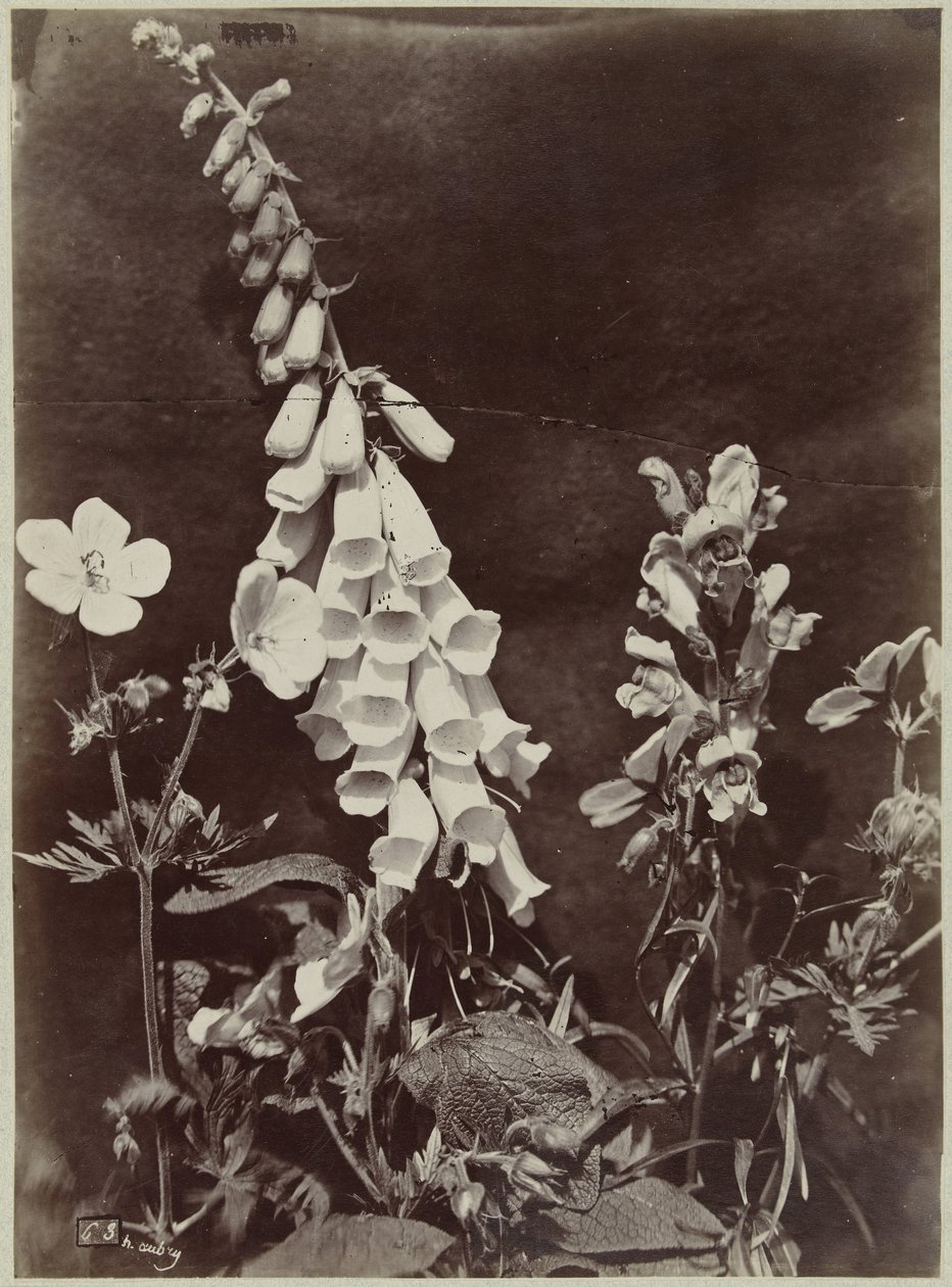 Bloemstilleven met vingerhoedskruid door Charles Hippolyte Aubry