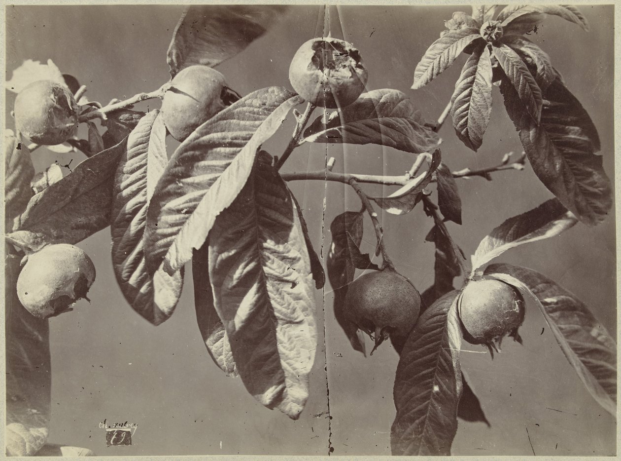 Stilleven met mispels door Charles Hippolyte Aubry