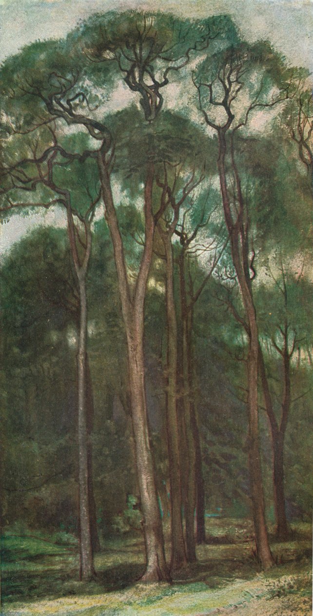 Studie van bomen, c1900 1903-1904 door Charles Holroyd