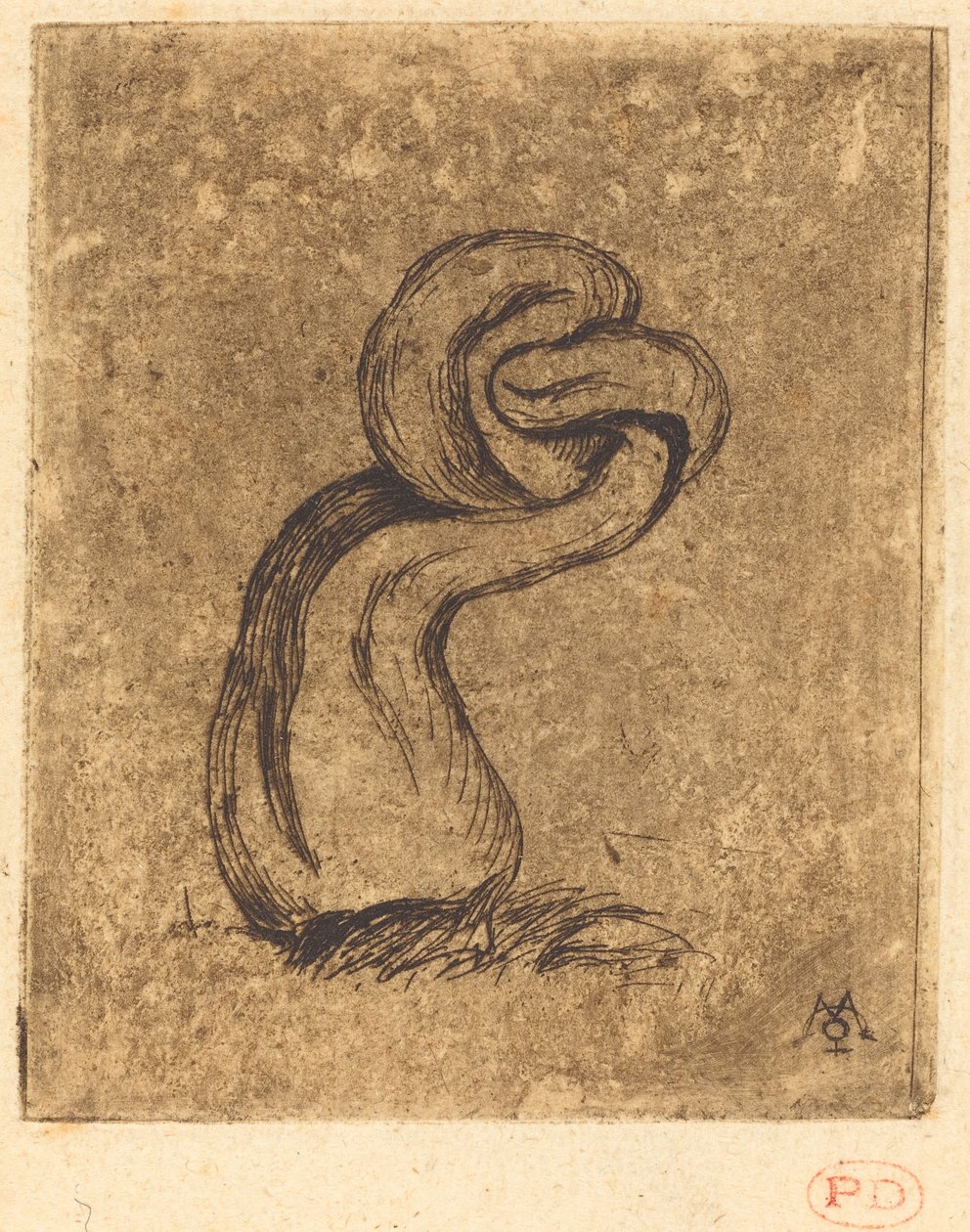 De Zieke Cryptogam door Charles Meryon