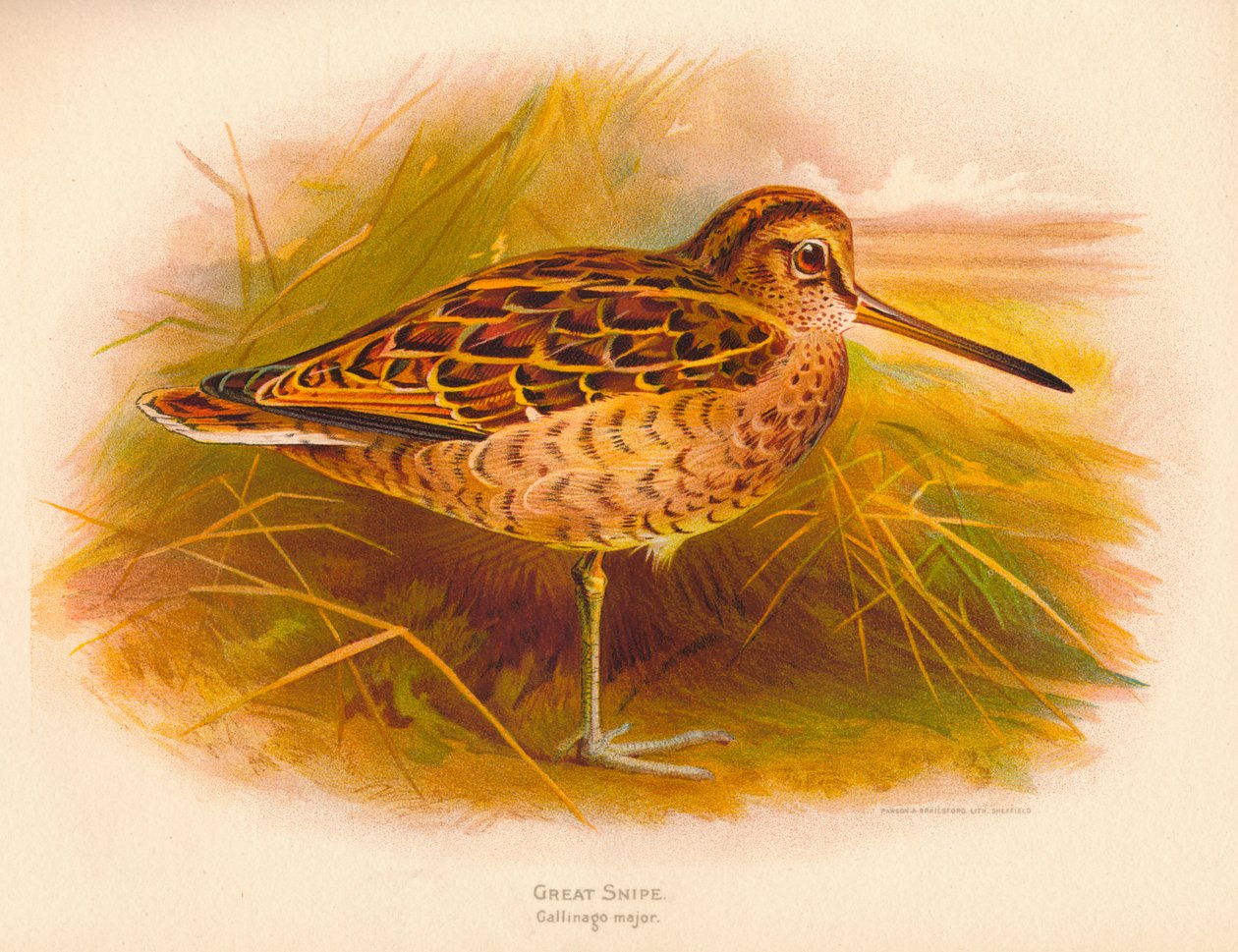 Grote Snip Gallinago major, 1900 door Charles Whymper