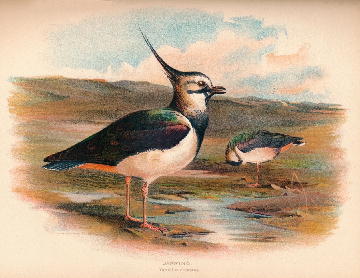 Kievit Vanellus cristacus, 1900 door Charles Whymper