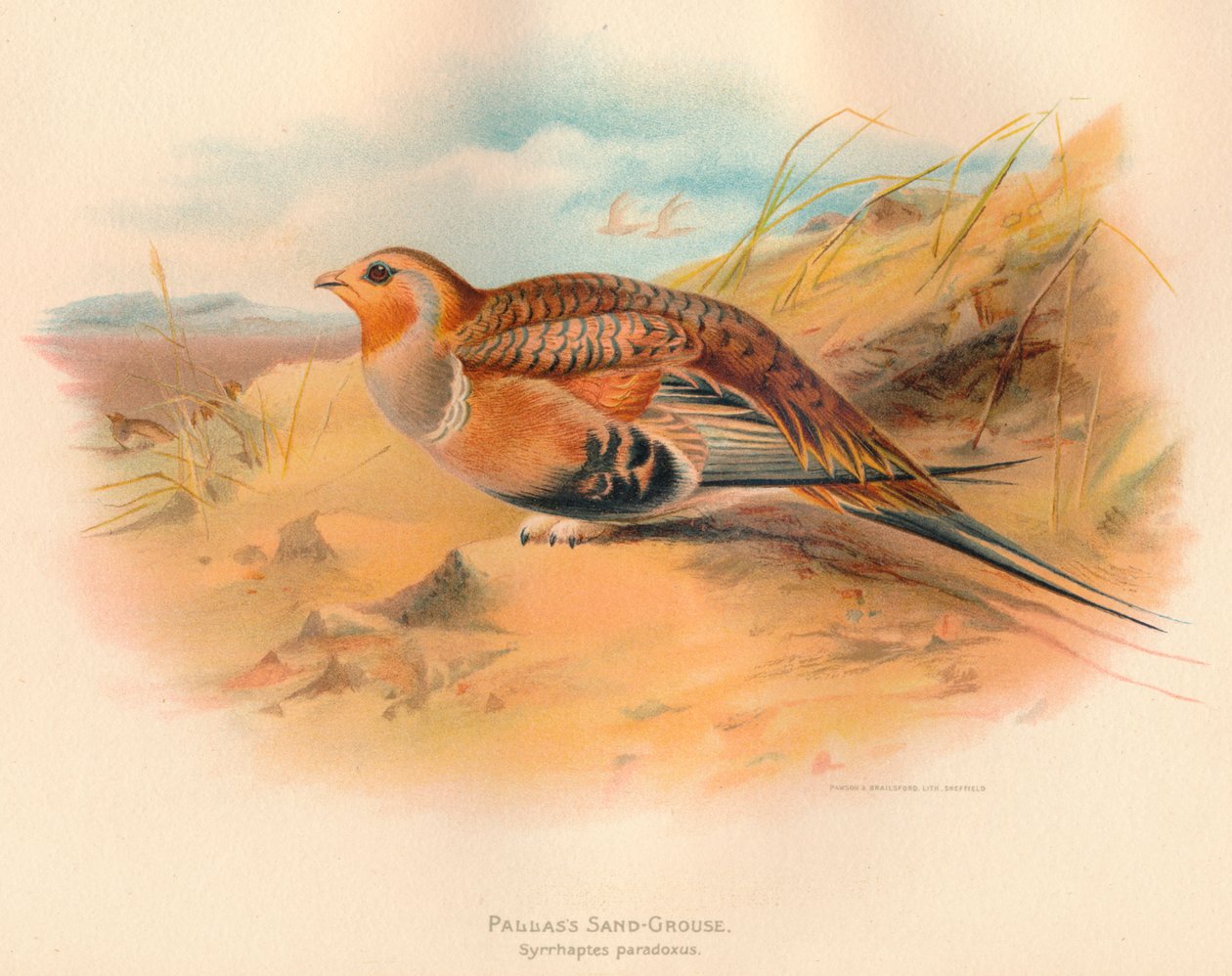 Pallass Zandhoen Syrrhaptes paradoxus, 1900 door Charles Whymper