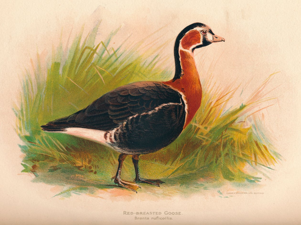 Roodborstgans Branta ruficollis, 1900 door Charles Whymper