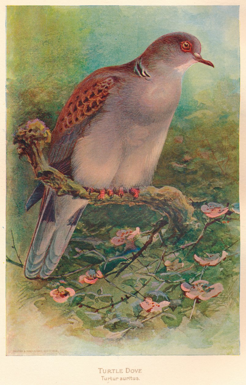 Tortelduif Turtur auritus door Charles Whymper