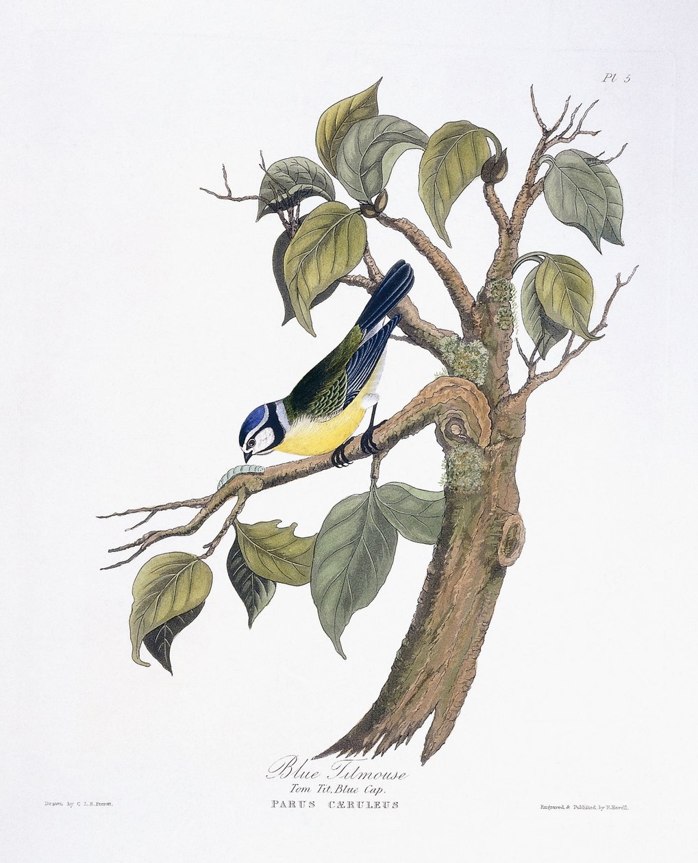 Pimpelmees door Charlotte L. E. Perrott
