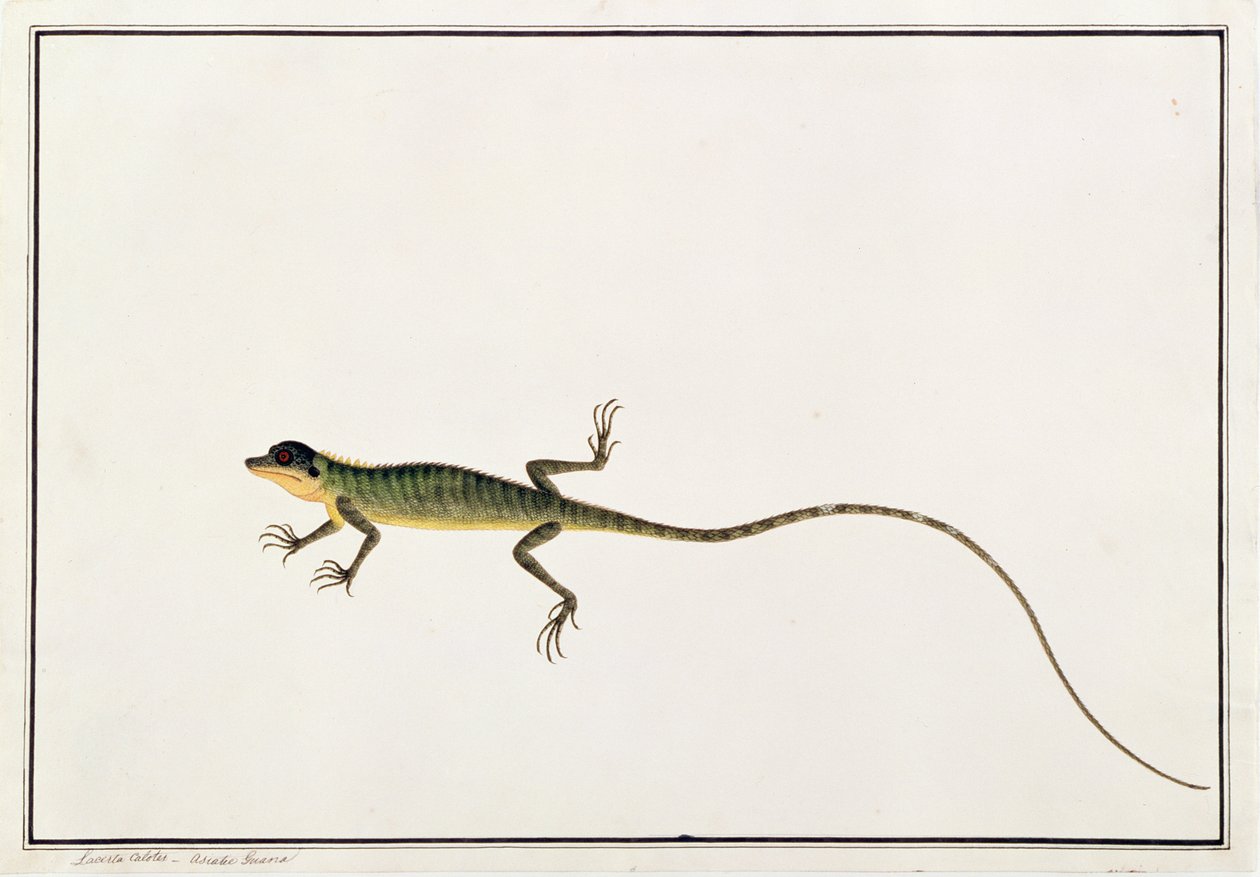 Aziatische Guana, Lacerta Calotes, uit Tekeningen van Dieren, Insecten en Reptielen uit Malakka, ca. 1805-18 door Chinese School