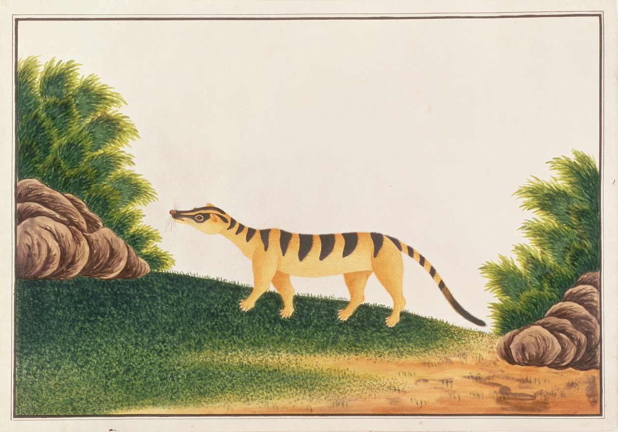 Gestreepte Palmcivet, uit Tekeningen van Dieren, Insecten en Reptielen uit Malakka, ca. 1805-18 door Chinese School
