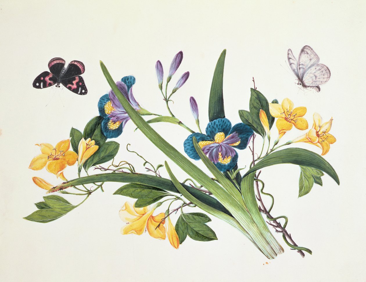 Blauwe Iris en Insecten door Chinese School