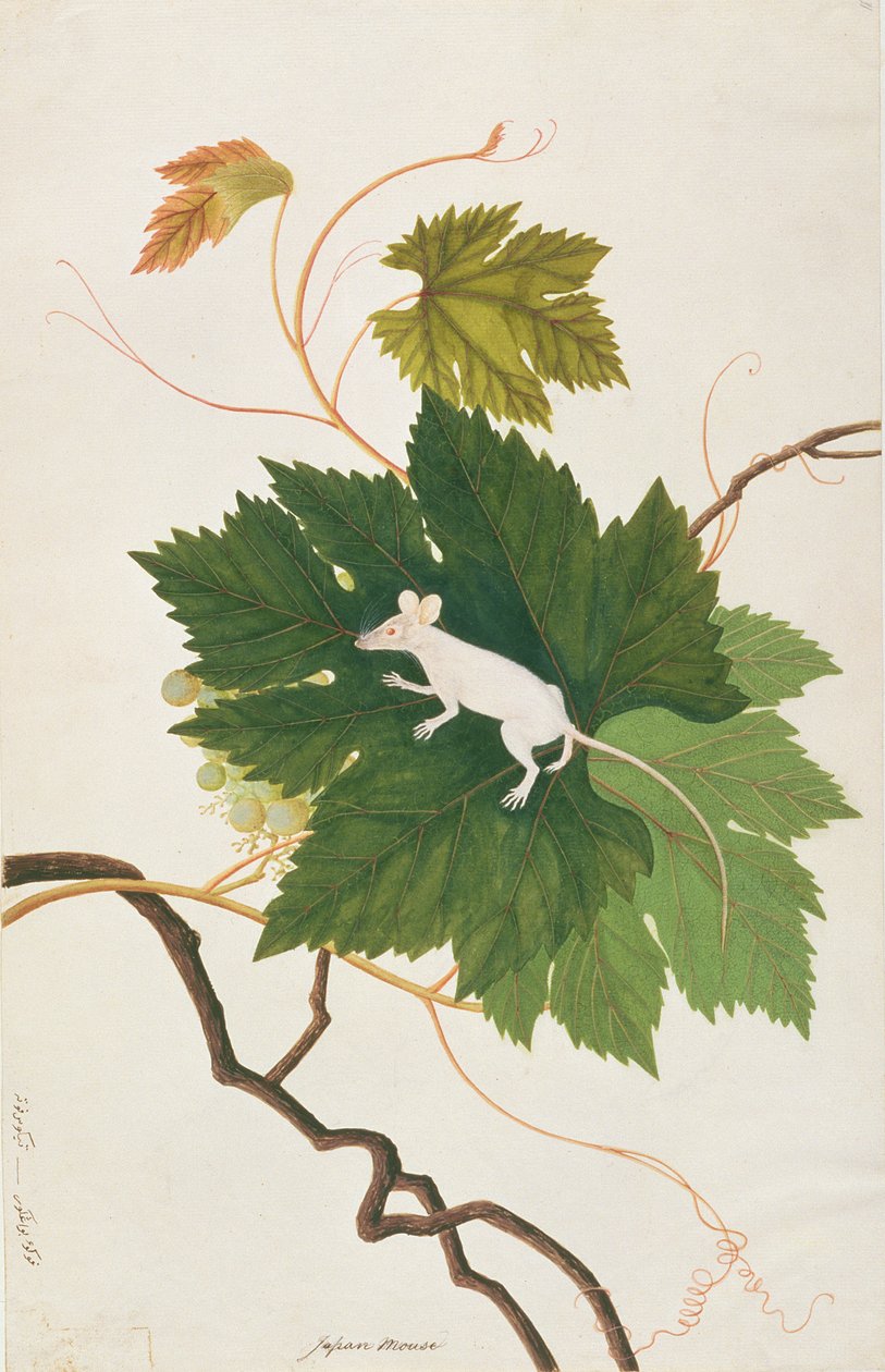 Huismuis, uit Tekeningen van Dieren, Insecten en Reptielen uit Malakka, ca. 1805-18 door Chinese School