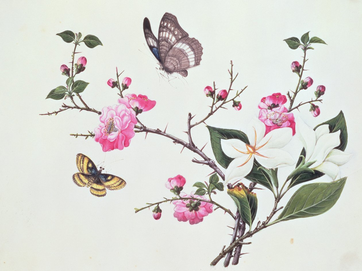 Japonica, Magnolia en Vlinders door Chinese School
