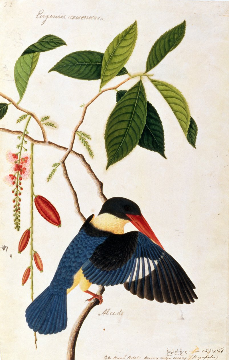 IJsvogel of Alced, Poko Booah Pootal, Boorong radja oodang, uit Tekeningen van Vogels uit Malakka, c.1805-18 door Chinese School
