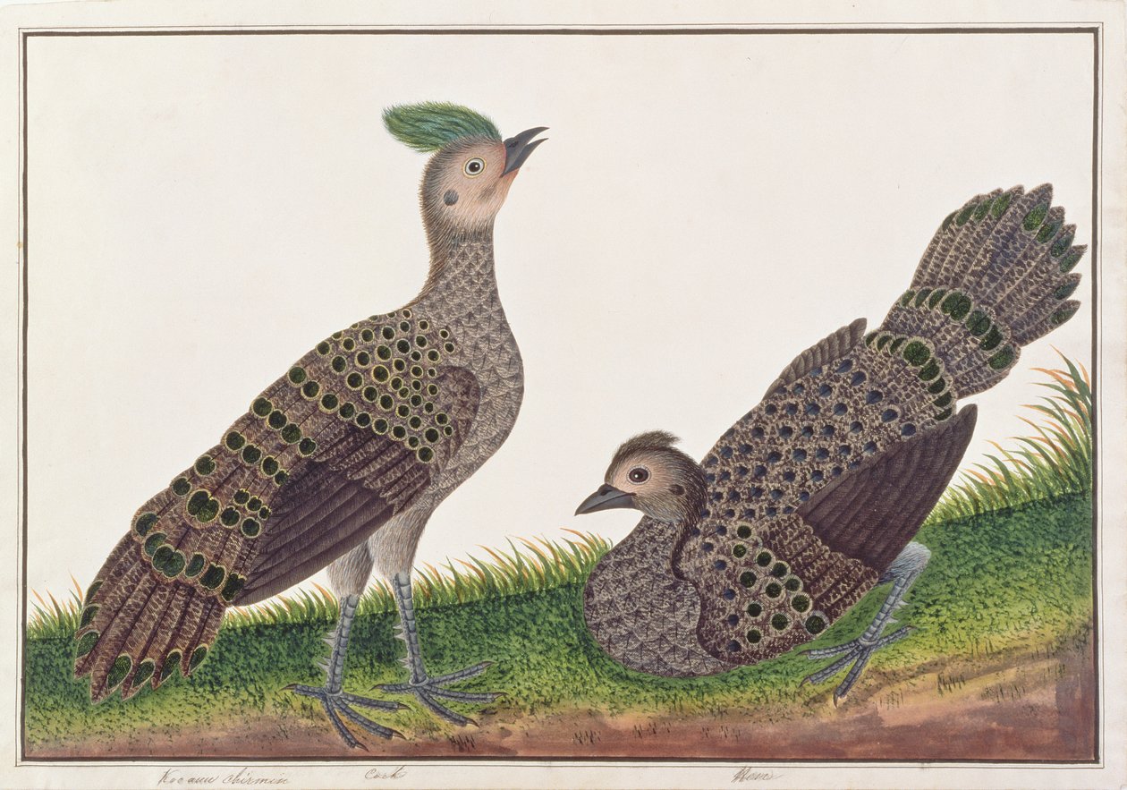 Maleise Pauwfazanten, uit Tekeningen van Vogels uit Malakka, c.1805-18 door Chinese School