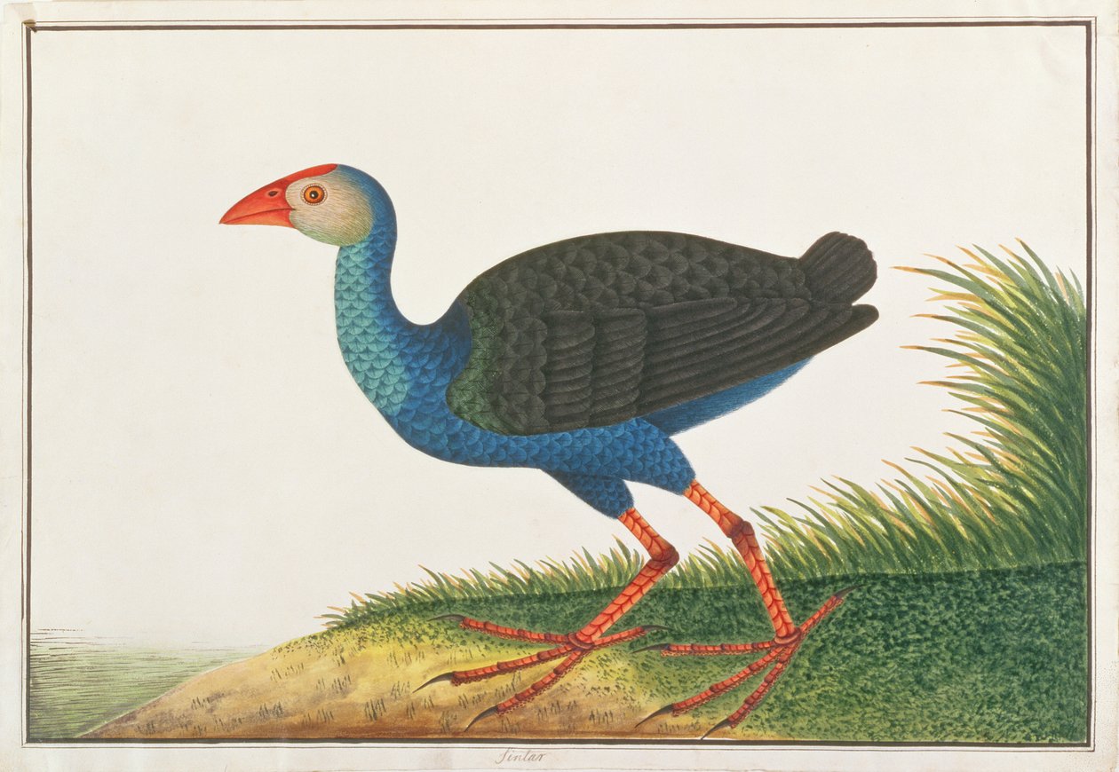 Purperen Waterhoen, uit Tekeningen van Vogels uit Malakka, ca. 1805-18 door Chinese School