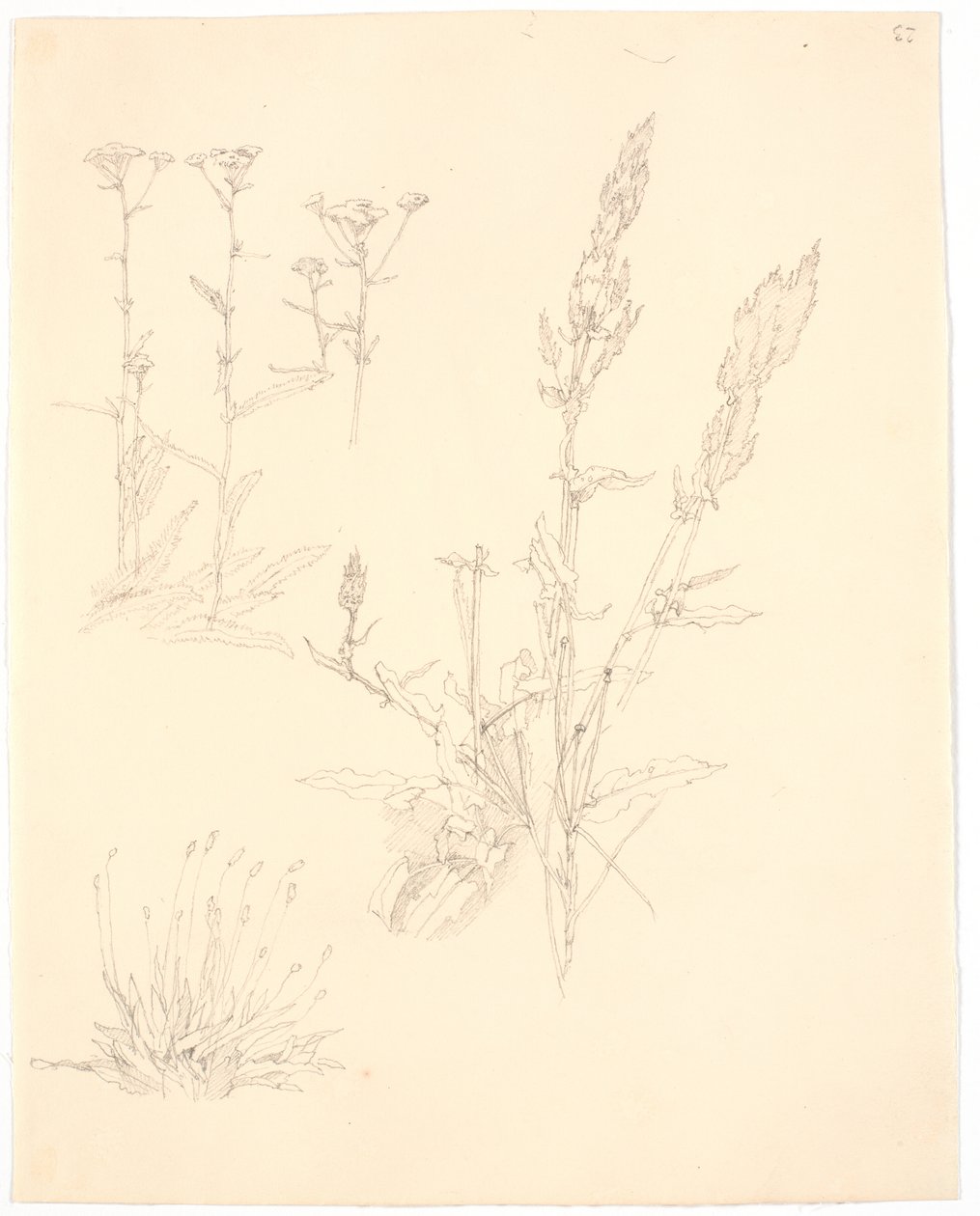 Plantstudies door Christen Købke