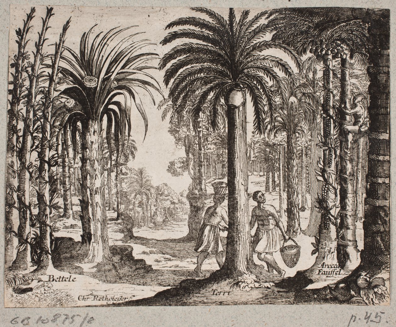 Palmboomgaard met betelpalmen door Christian Rothgiesser