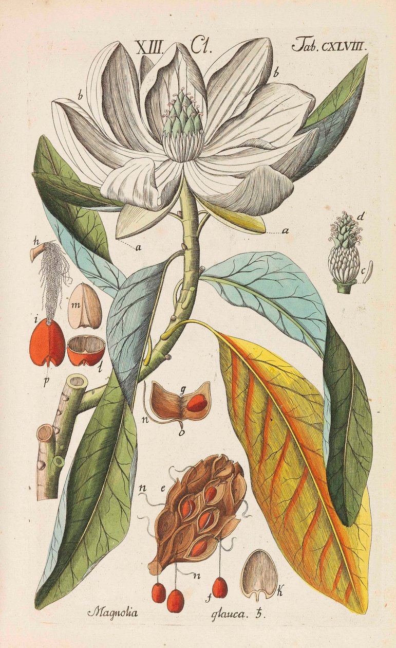 Botanisch Handboek, 1808 door Christian Schkuhr