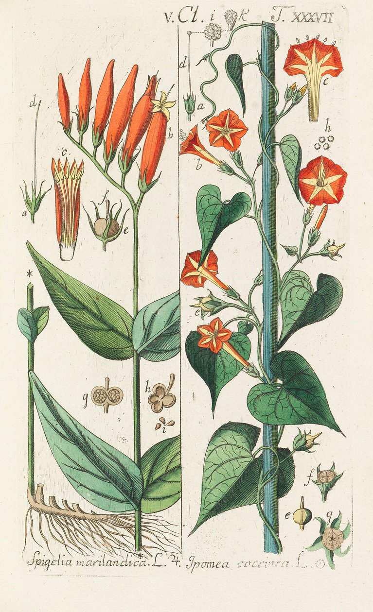 Botanisches Handbuch, 1808 door Christian Schkuhr