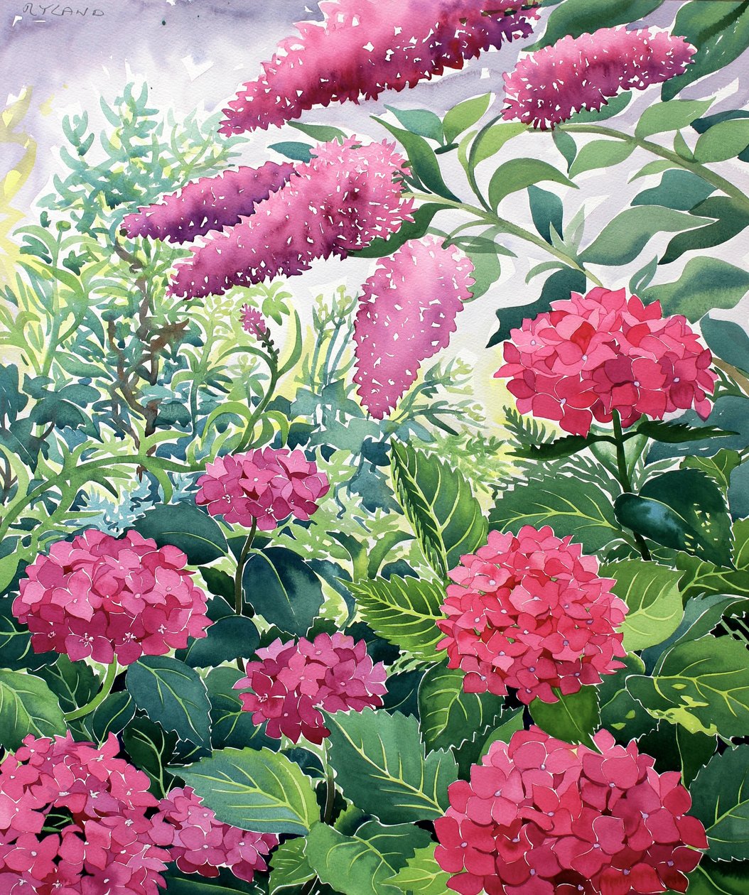 Tuinhortensia