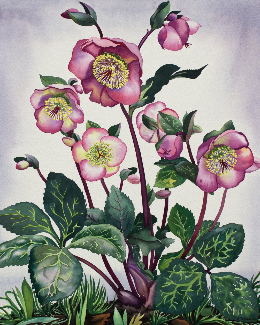 Helleborus door Christopher Ryland