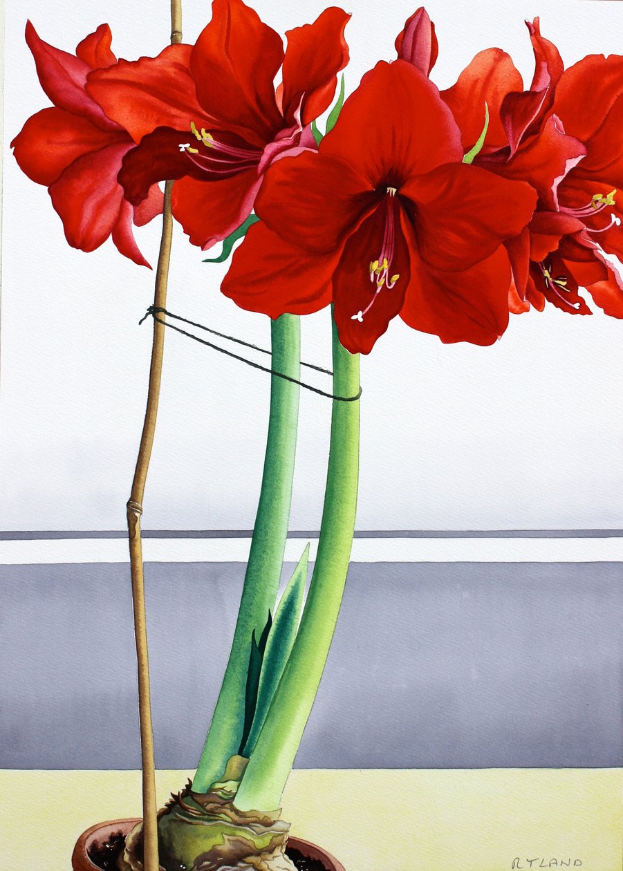Rode Amaryllis 2 door Christopher Ryland