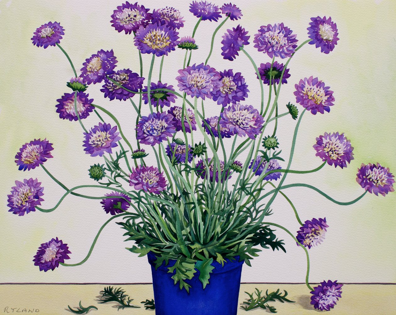 Scabiosa door Christopher Ryland