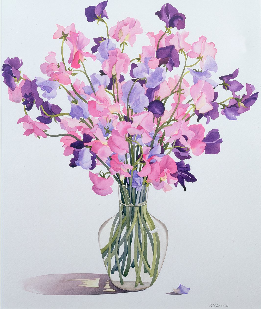 Lathyrus door Christopher Ryland