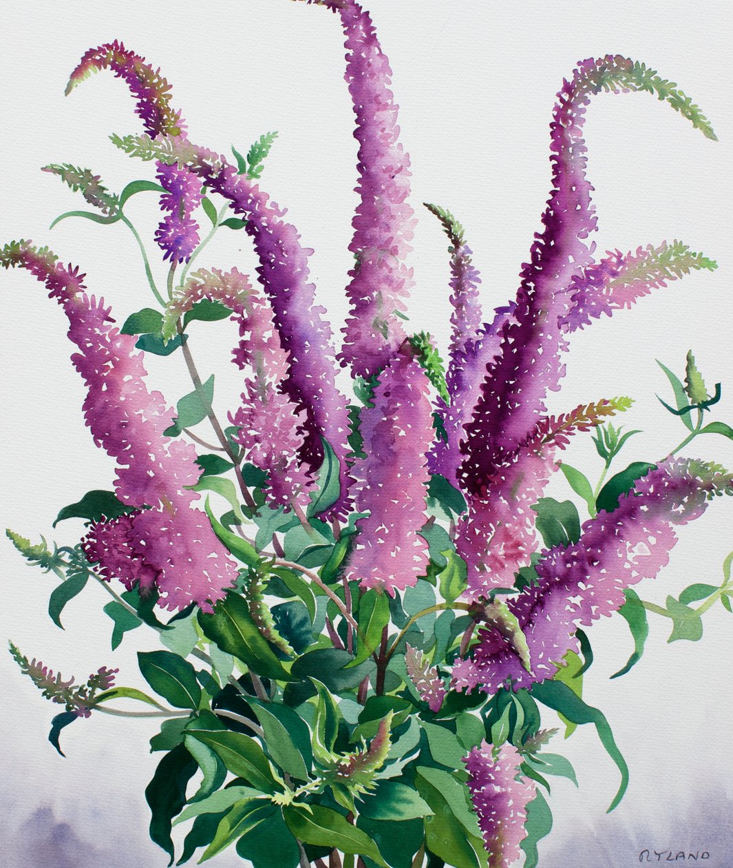 Wilde Buddleia door Christopher Ryland