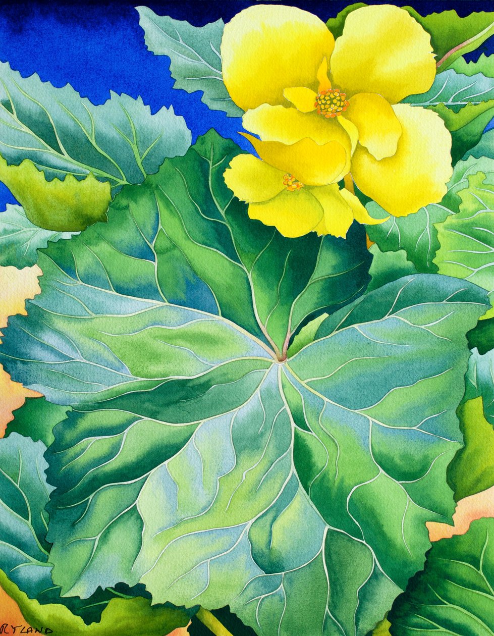 Gele Begonia door Christopher Ryland