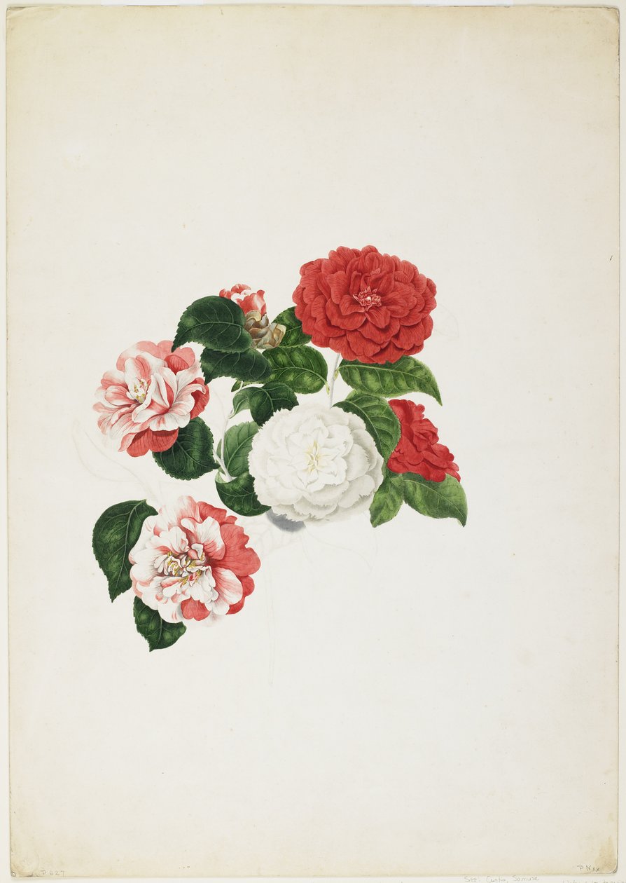 Gewone camelia