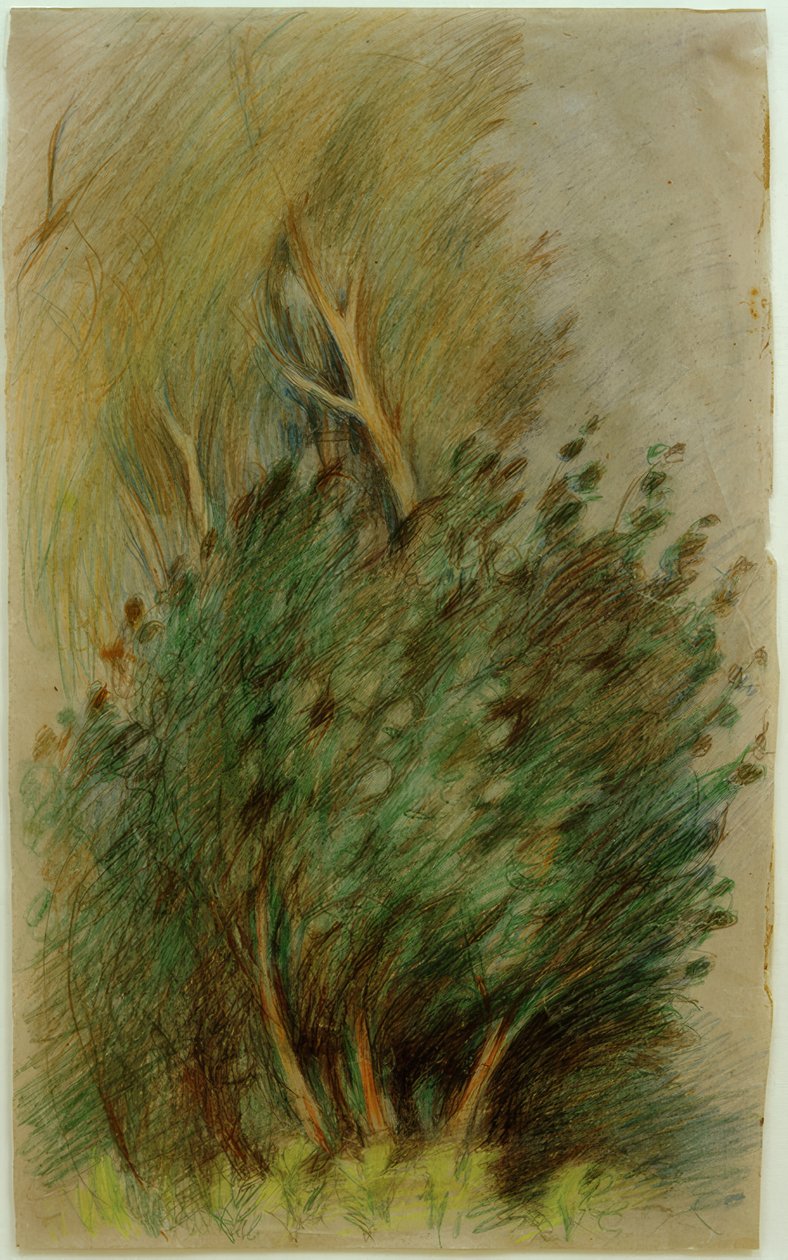 Tucheler Heide (Bosstudie) door Clara Siewert