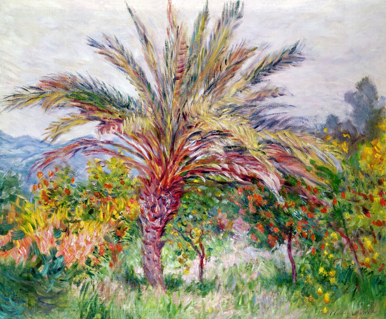 Palmboom in Bordighera, c.1884 door Claude Monet