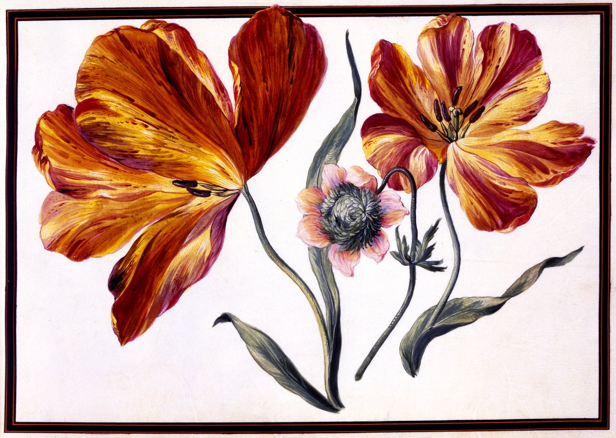 Tulpen en anemoon door Claude Aubriet