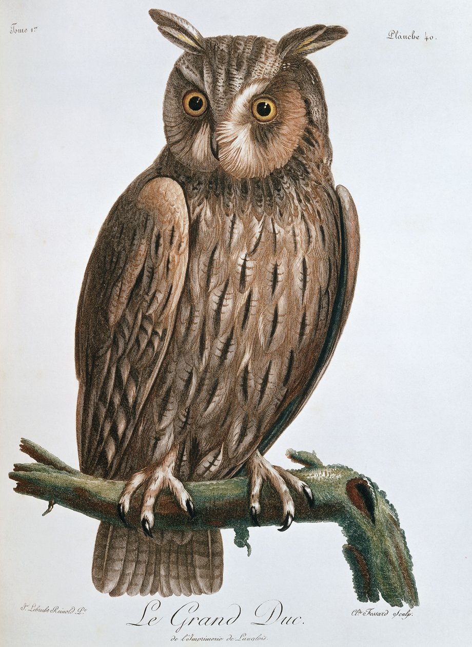 Le Grand Duc, Oehoe, 1799-1808 door Claude Fessard