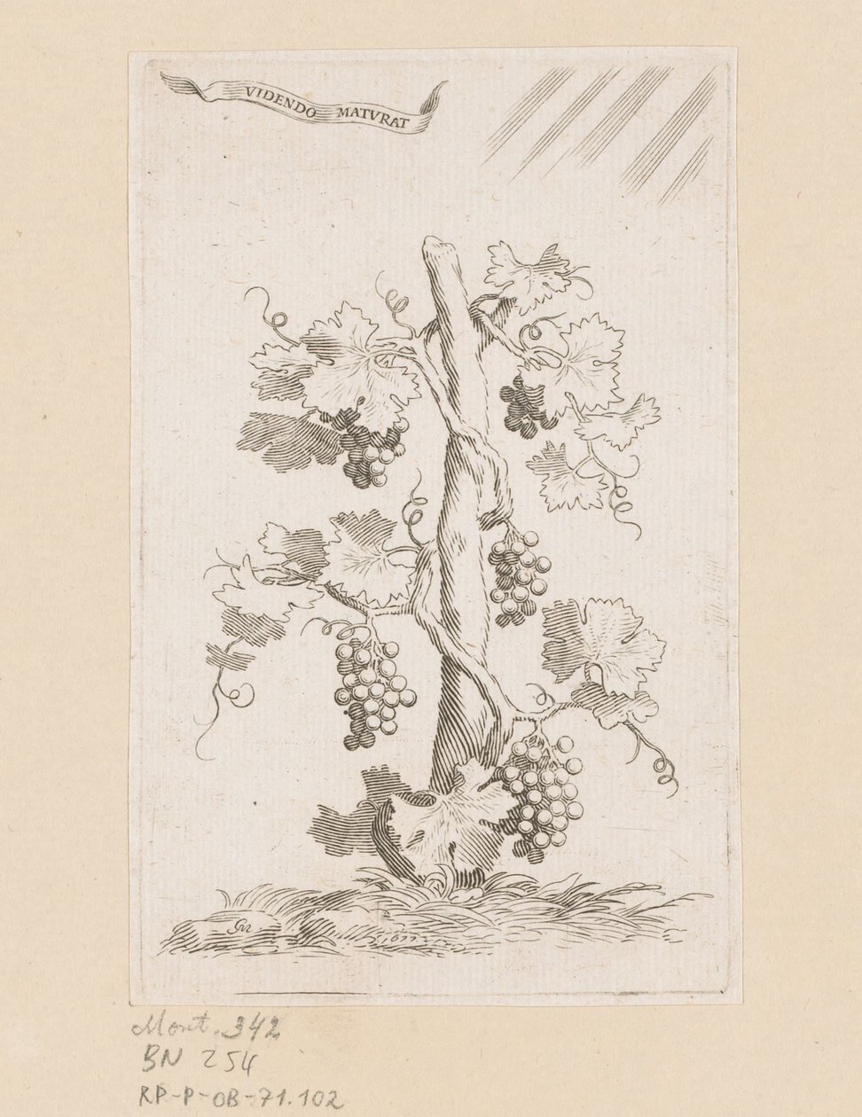 Druivelaar door Claude Mellan