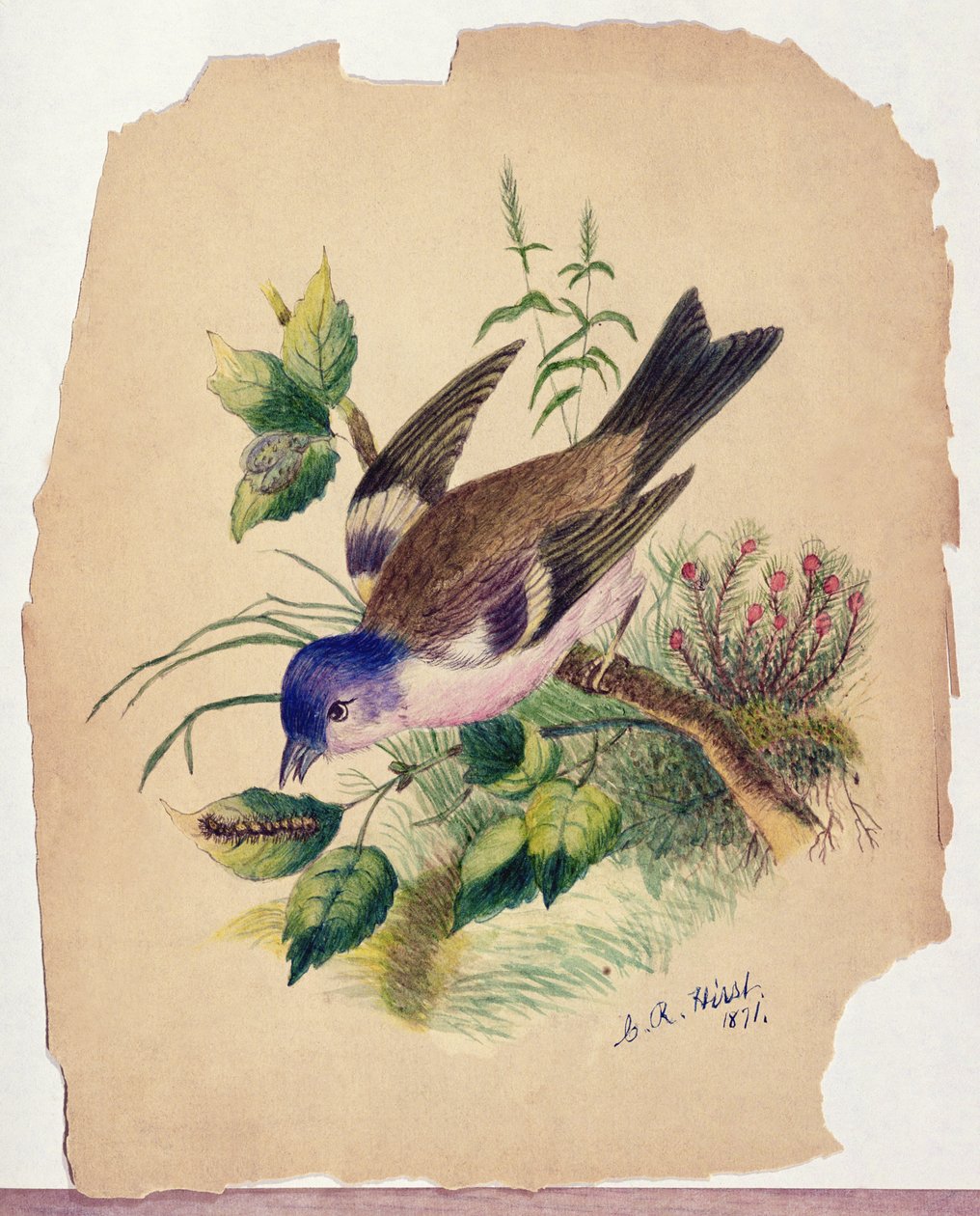 Bluebird op een tak door Claude Raguet Hirst
