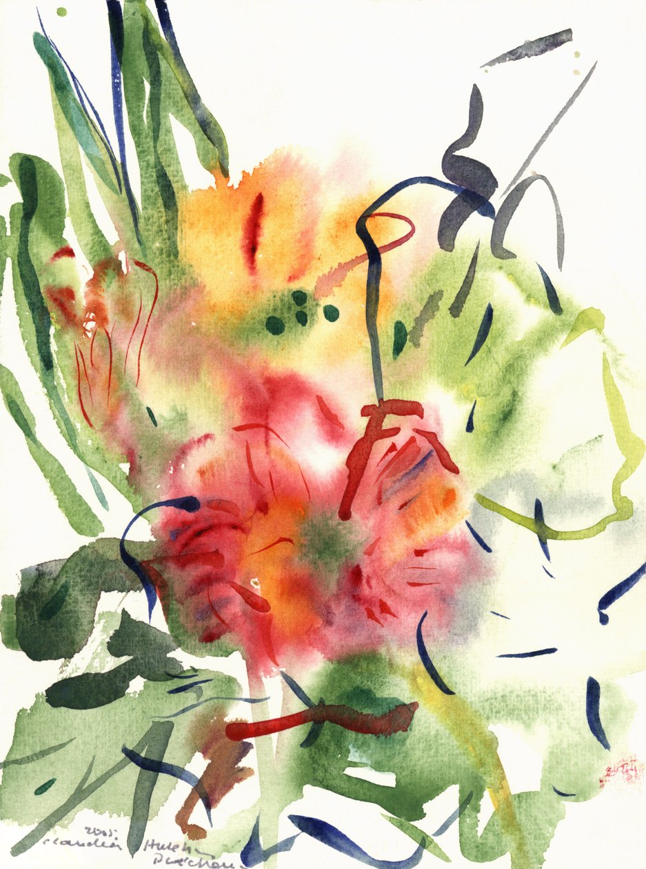 Primula