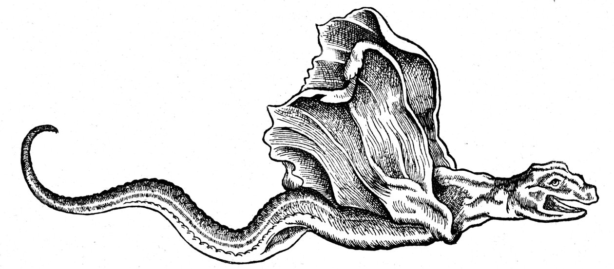 Een basilisk door Conrad (after) Gesner