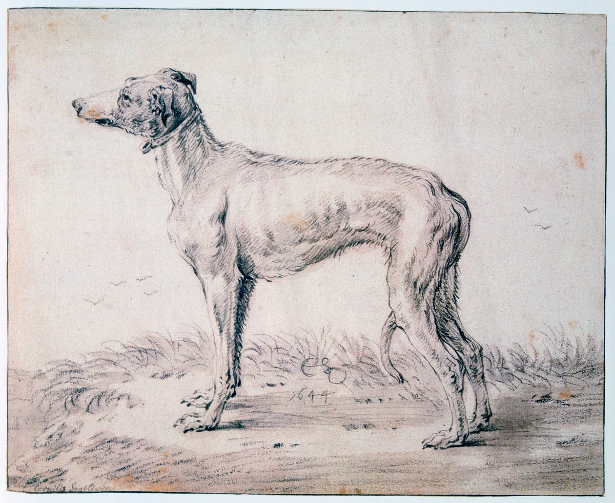 Windhond, 1644 door Cornelis Saftleven