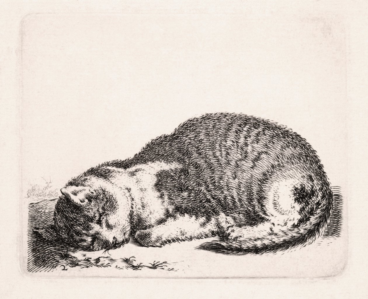 Slapende Kat, ca. 1607-81 door Cornelis Saftleven