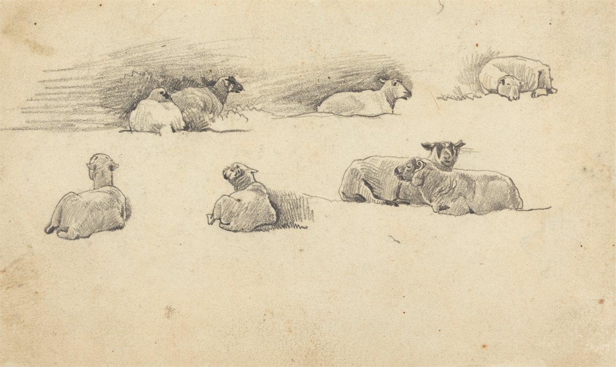 Studie van schapen door Cornelius Varley
