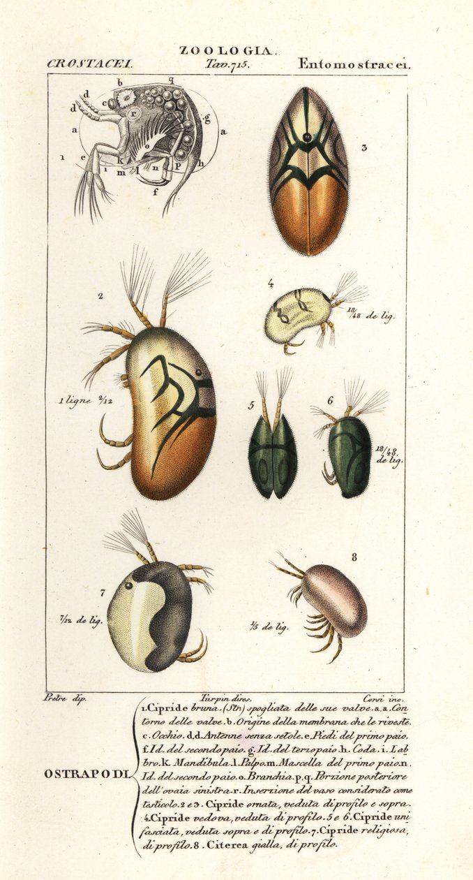 Soorten ostracoden door Corsi Corsi