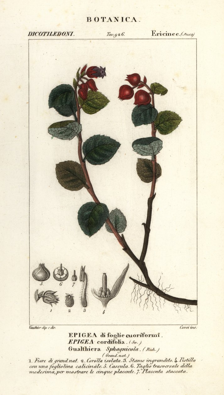 Theebes, Gaultheria domingensis door Corsi Corsi