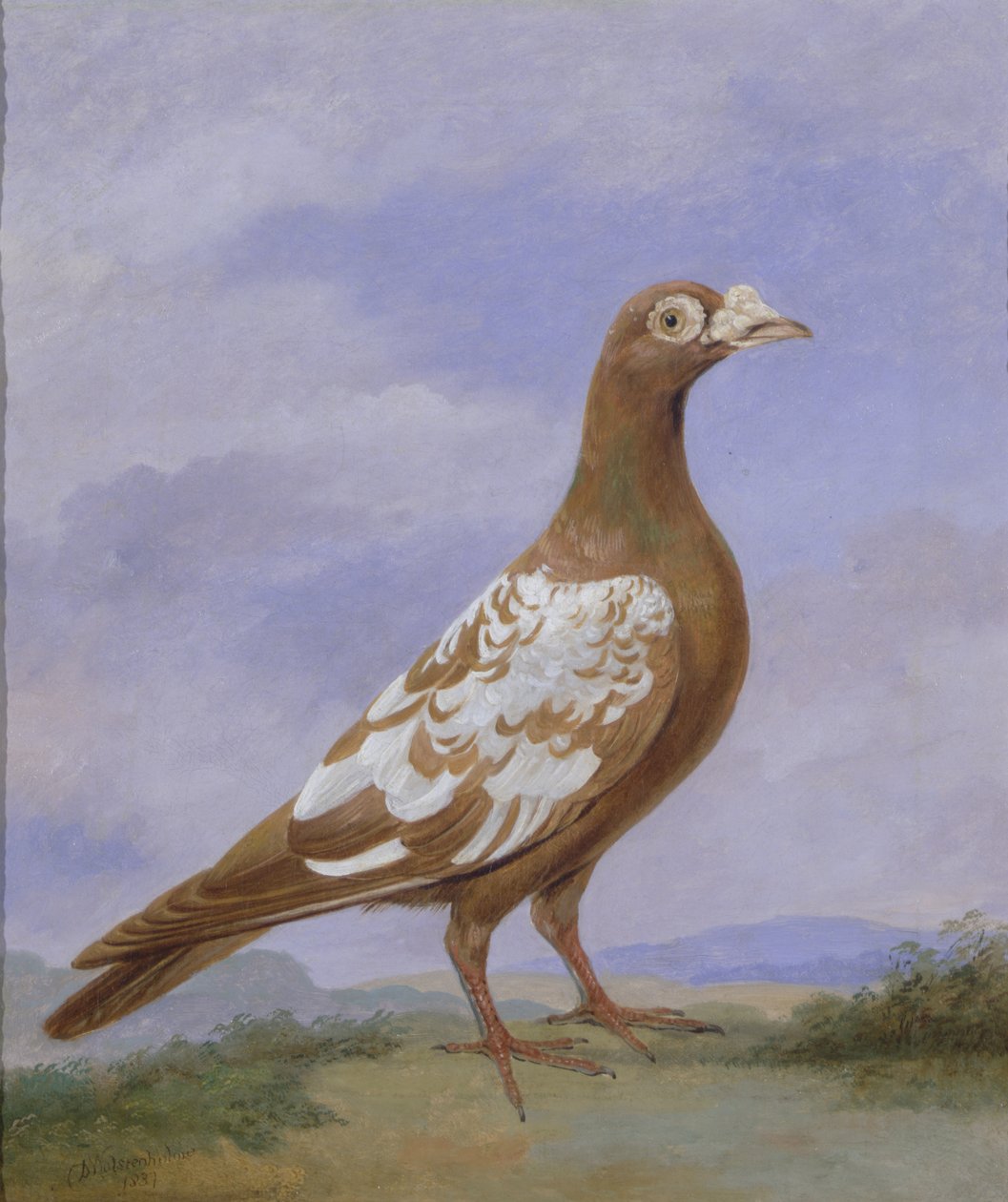 Roodbonte Postduif door D. the Younger Wolstenholme