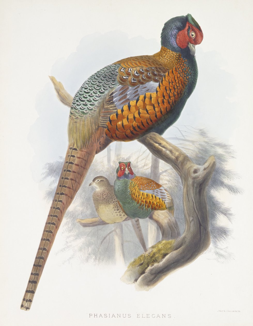 Phasianus Elegans (Elegante Fazant), 1870-1872 door Daniel Giraud Elliot